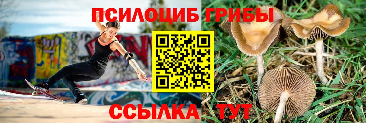 Галлюциногенные грибы MAGIC MUSHROOMS  Вход с VPN  Мытищи  Псилоцибиновые грибы GOLDEN TEACHER 